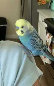 Lost Parakeet