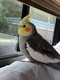 Lost Cockatiel