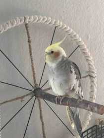 Lost Cockatiel