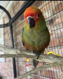 Lost Conure