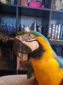 Lost Macaw