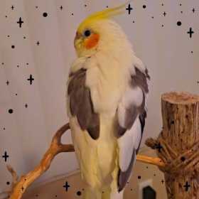 Lost Cockatiel