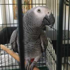 Lost African Grey