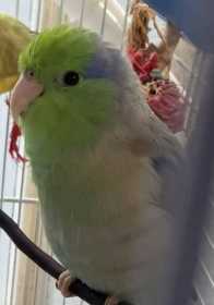 Lost Parrotlet