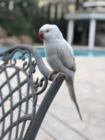 Lost Indian Ringneck Parakeet