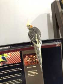 Lost Cockatiel