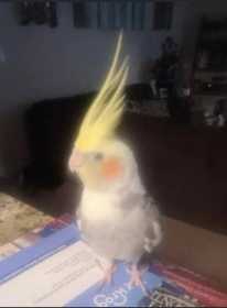 Lost Cockatiel