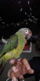 Lost Conure