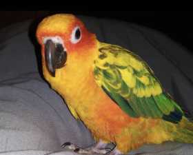 Lost Conure