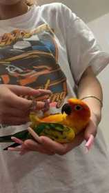 Lost Conure