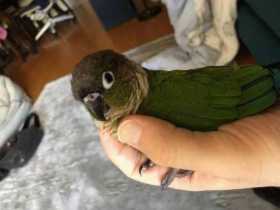 Lost Conure