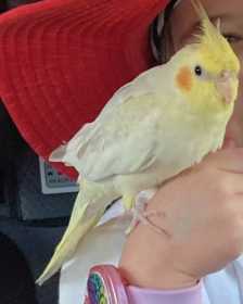 Lost Cockatiel