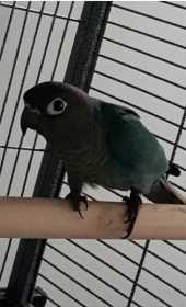 Lost Conure