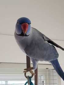 Lost Indian Ringneck Parakeet