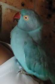 Lost Indian Ringneck Parakeet