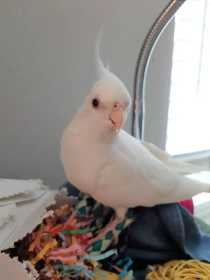 Lost Cockatiel