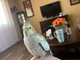 Lost Cockatiel