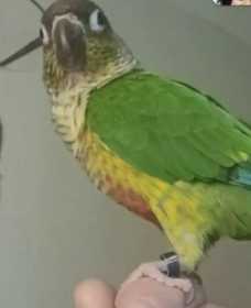 Lost Conure