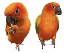 Lost Conure