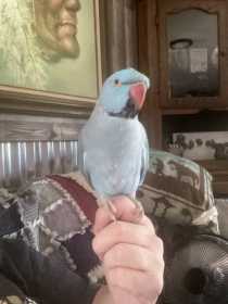 Lost Indian Ringneck Parakeet