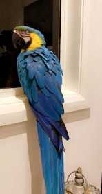 Lost Macaw