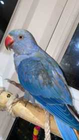 Lost Indian Ringneck Parakeet