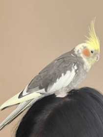 Lost Cockatiel