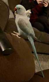 Lost Indian Ringneck Parakeet