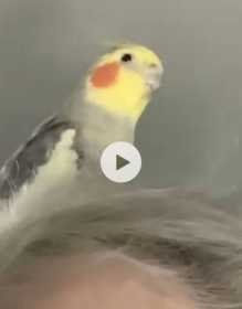 Lost Cockatiel