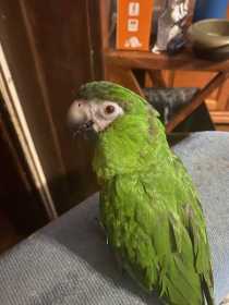 Lost Macaw