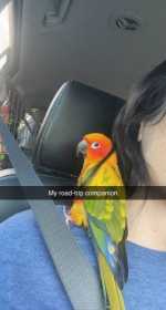 Lost Conure