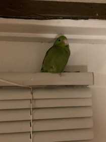 Lost Parrotlet