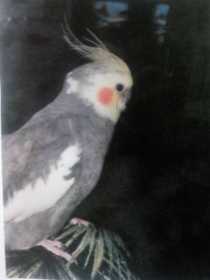 Lost Cockatiel