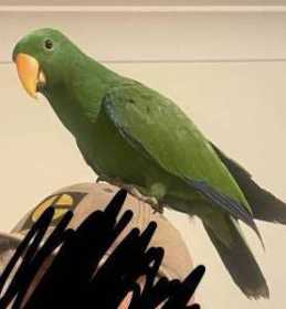 Lost Eclectus