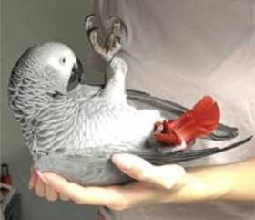 Lost African Grey