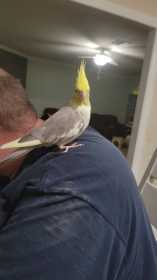 Lost Cockatiel