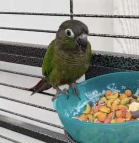 Lost Conure