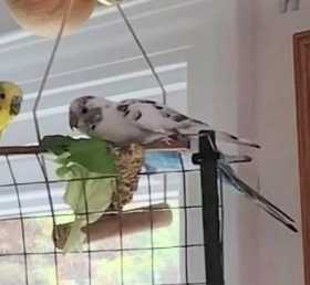 Lost Parakeet