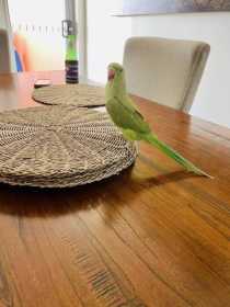 Lost Indian Ringneck Parakeet