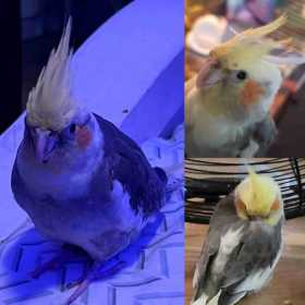 Lost Cockatiel