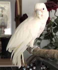 Lost Cockatoo