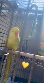 Lost Indian Ringneck Parakeet