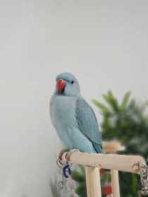 Lost Indian Ringneck Parakeet