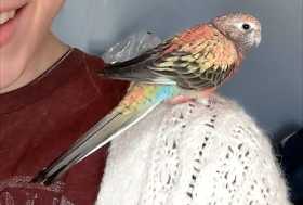 Lost Bourke's Parakeet