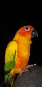 Lost Conure