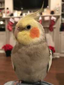 Lost Cockatiel