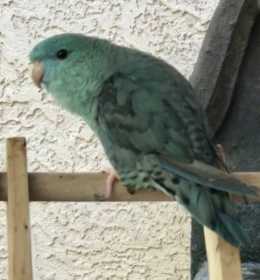 Lost Lineolated Parakeet