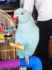 Lost Indian Ringneck Parakeet