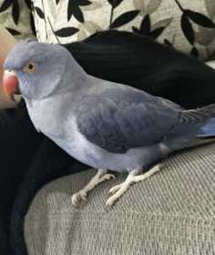 Lost Indian Ringneck Parakeet