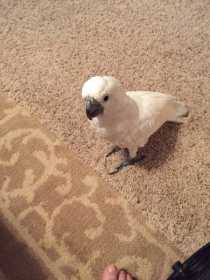 Lost Cockatoo